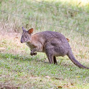 Red-necked Pademelon