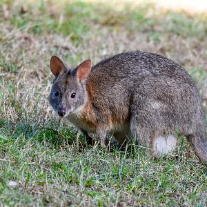 Red-necked Pademelon