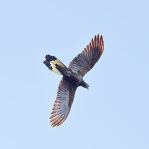 Yellow-tailed Black Cockatoo