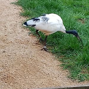 African Sacred Ibis