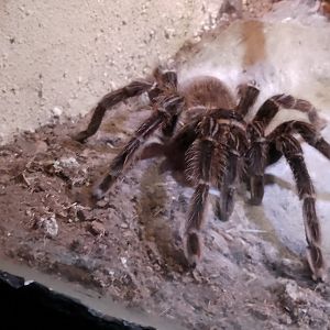 Salmon Pink Bird Eating Tarantula