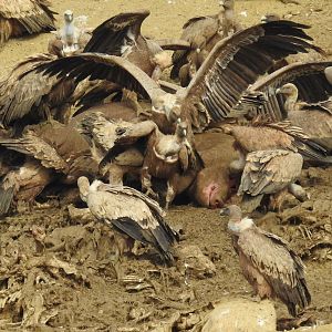 Griffon Vultures, feeding