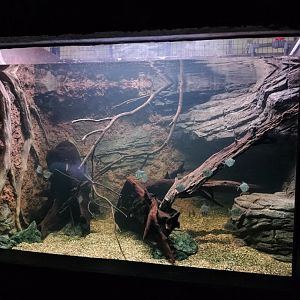 Atabo Red Pike cichlid tank