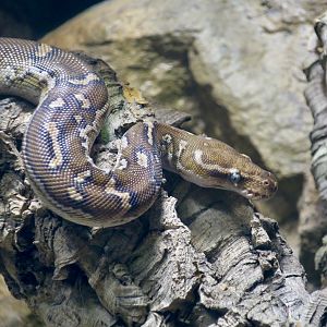 Angolan Python (Python anchietae)