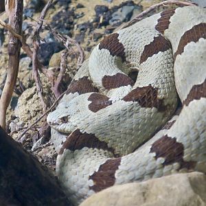 Banded Rock Rattlesnake (Crotalus lepidus klauberi)