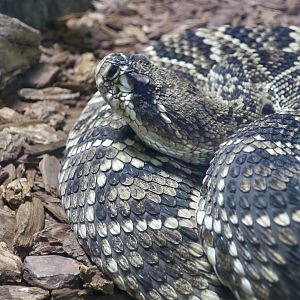 Eastern Diamondback Rattlesnake (Crotalus adamanteus)