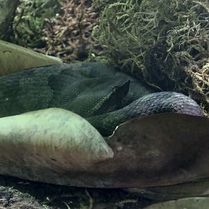 Flat-Nosed Pit Viper (Craspedocephalus puniceus)