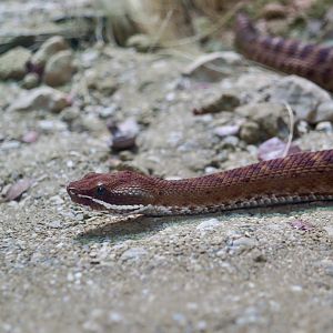 Del Nido Ridge-Nosed Rattlesnake (Crotalus willardi amabilis)