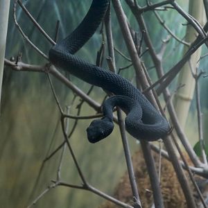 Mangrove Pit Viper (Trimeresurus purpureomaculatus)