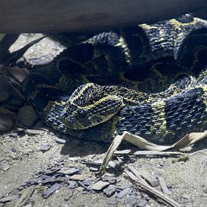 Puff Adder (Bitis arietans)