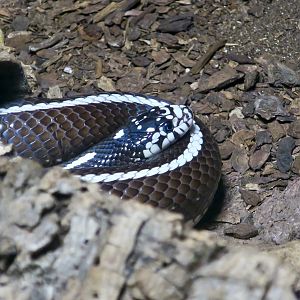 California Kingsnake (Lampropeltis californiae) - San Diego striped locality
