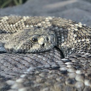 Southern Pacific Rattlesnake (Crotalus helleri)