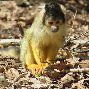 04 2024 - Squirrel Monkey