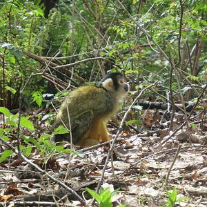 04 2024 - Squirrel monkey