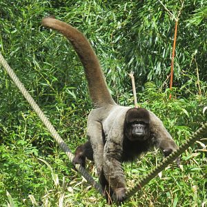 04 2024 - Wooly monkey, adult male