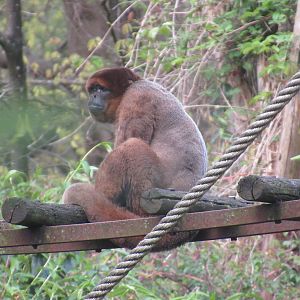 04 2024 - Wooly monkey, adult male