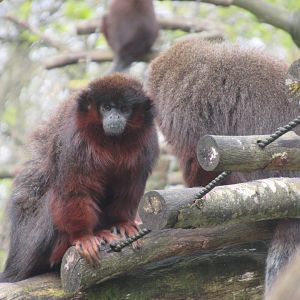 04 2024 - Coppery titi monkeys