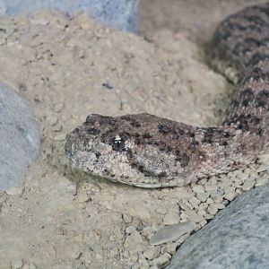 Southwestern Speckled Rattlesnake (Crotalus pyrrhus)