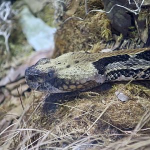 Timber Rattlesnake (Crotalus horridus)