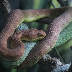 Variable Bush Viper (Atheris squamigera)
