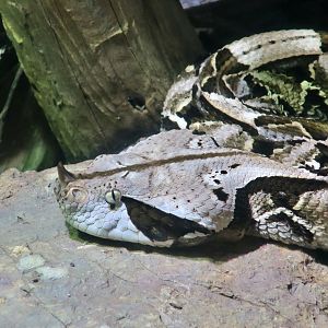 West African Gaboon Viper (Bitis rhinoceros)