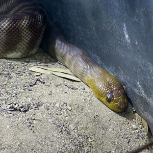 Woma Python (Aspidites ramsayi)