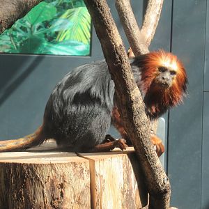 04 2024 - Golden-headed lion tamarin