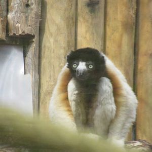 04 2024 - Crowned sifaka