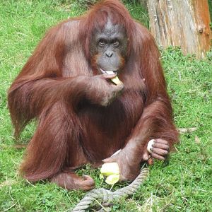 04 2024 - Orang Utan, adult female