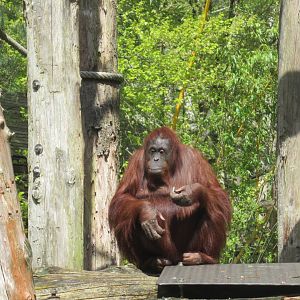 04 2024 - Orang Utan