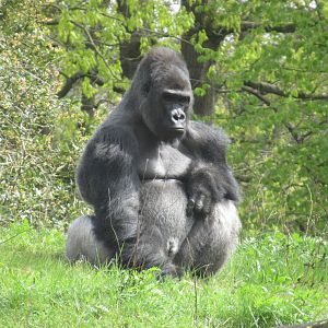 04 2024 - Western Lowland Gorilla, silverback 'Banjoko'