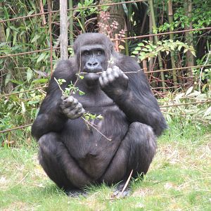 04 2024 - Adolecent Western Lowland Gorilla 'Jabari'