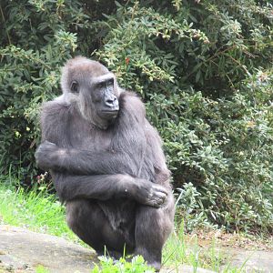 04 2024 - Adult Western Lowland Gorilla, female 'M’Fugaji'