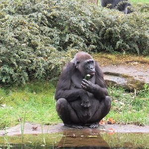 04 2024 - Adult Western Lowland Gorilla, female 'Chama'