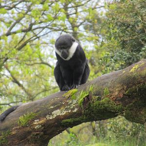 04 2024 - L'Hoest Meerkat