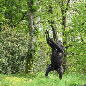04 2024 - Adult Western Lowland Gorilla, still hungry after feeding presentation :)