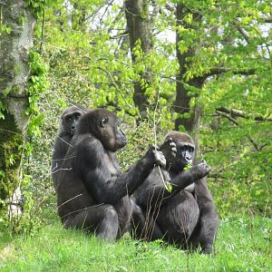 04 2024 - Adult Western Lowland Gorillas, everyone wants some fresh greenery
