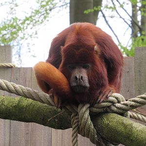 04 2024 - Red Howler Monkey