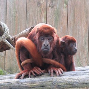 04 2024 - Red Howler Monkeys, female and youngster