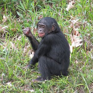 04 2024 - Young Bonobo