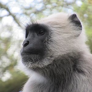 04 2024 - Northern plains gray langur