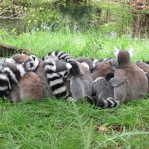 04 2024 - Pile of Ring Tailed Lemurs