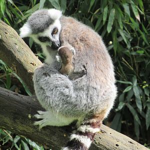 04 2024 - Ring tailed lemurs, adult female and young