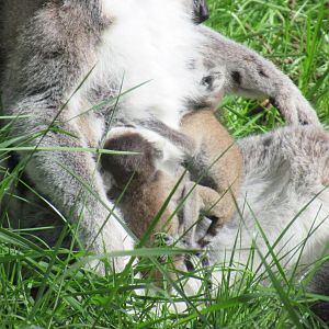 04 2024 - Ring tailed lemurs, young twins holding on to mom