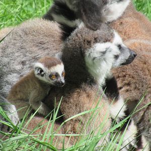 04 2024 - Ring tailed lemurs, adult female and young
