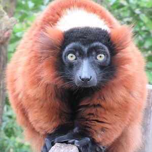 04 2024 - Red ruffed lemur