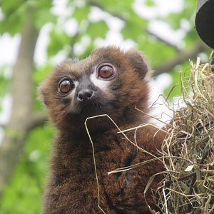 04 2024 - Red-bellied lemur, male
