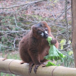 04 2024 - Red-bellied lemur, male
