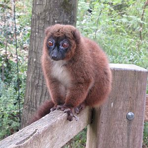 04 2024 - Red-bellied lemur, female