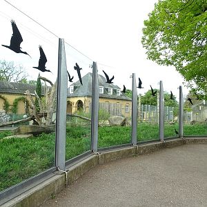 Syrian brown bear enclosure